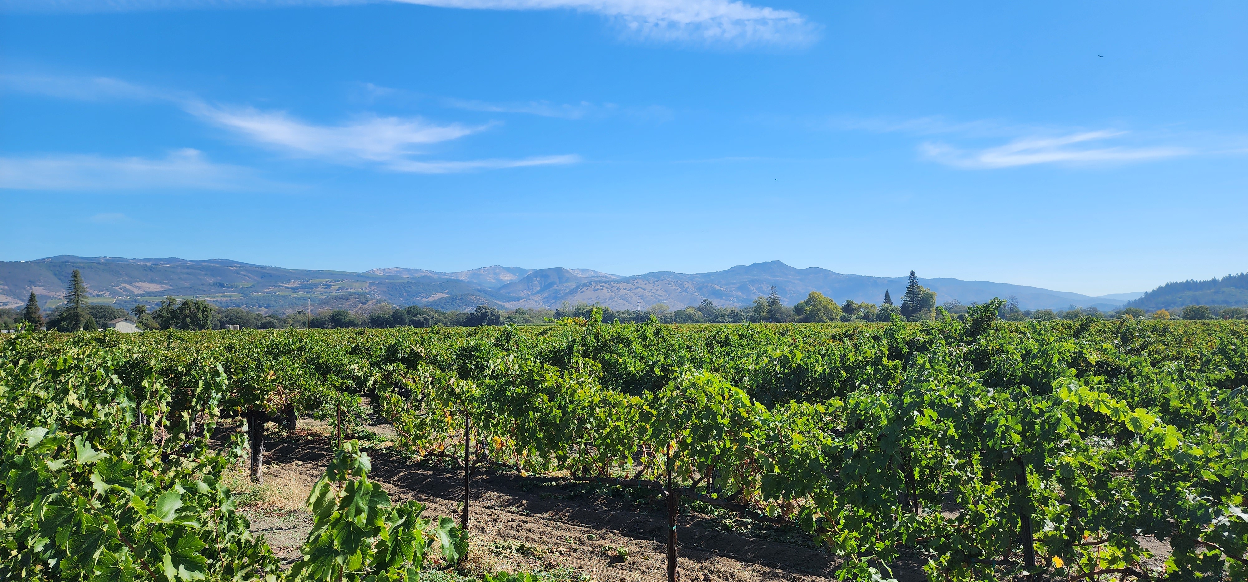 A view of Napa Valley from TLD winery